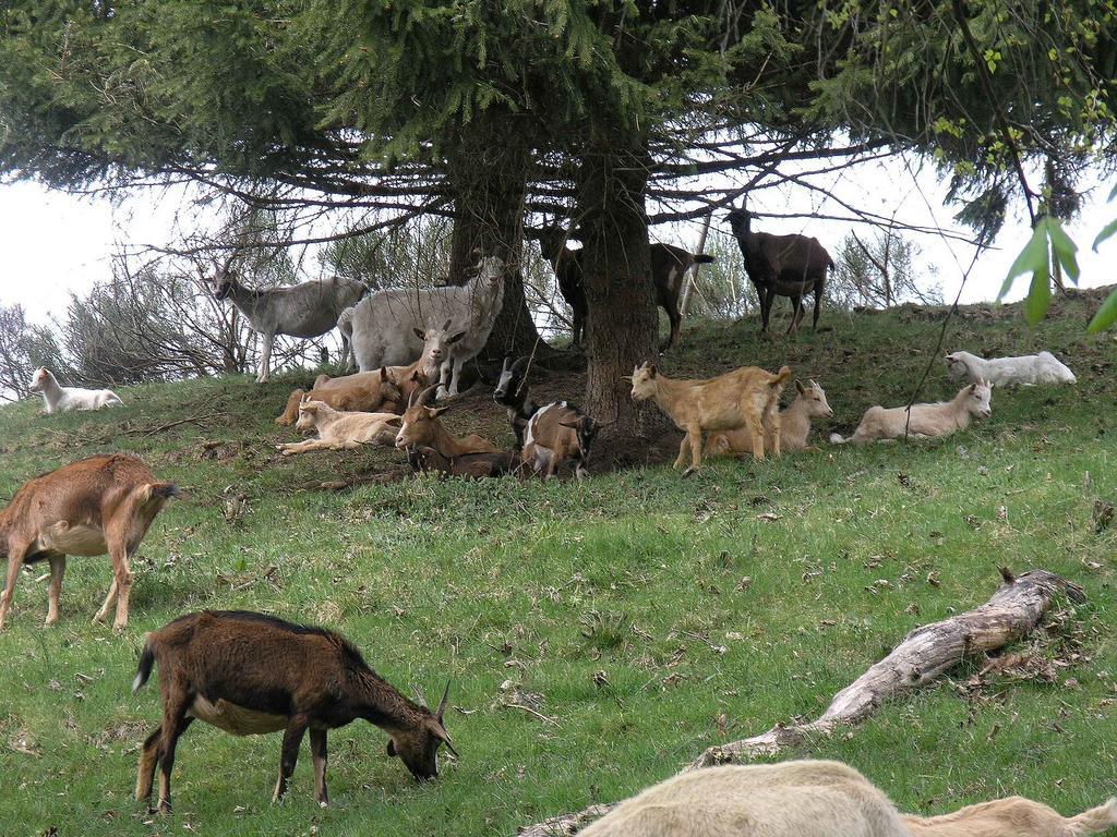 Haus Antonis Lejlighed Triberg im Schwarzwald Eksteriør billede