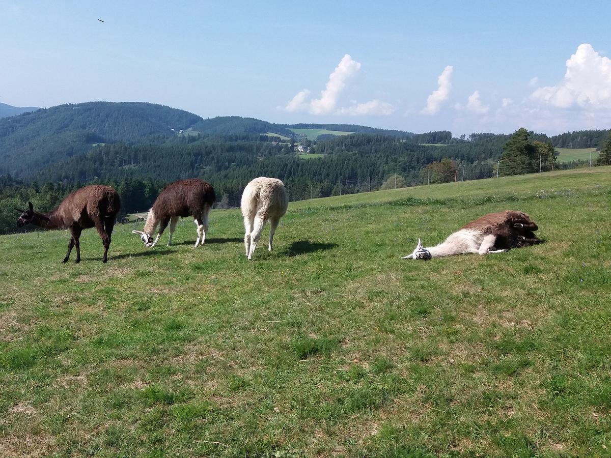 Haus Antonis Lejlighed Triberg im Schwarzwald Eksteriør billede